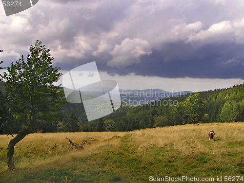 Image of Meadow
