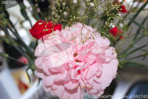 Image of pink carnation