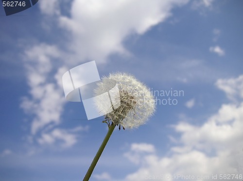 Image of dandelion seedhead