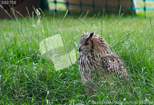 Image of owl in the grass