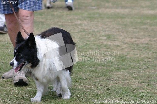 Image of collie dog