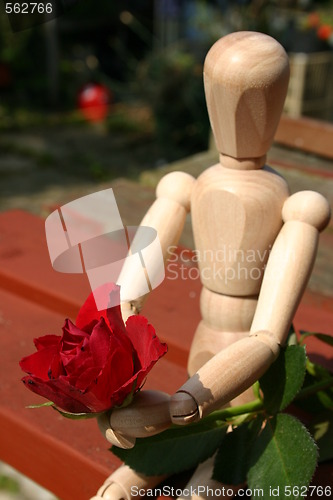 Image of red rose  for a loved one closeup