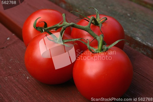 Image of vine tomatoes