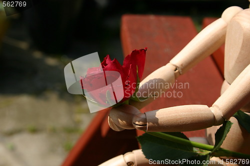 Image of holding a red rose  for a loved one