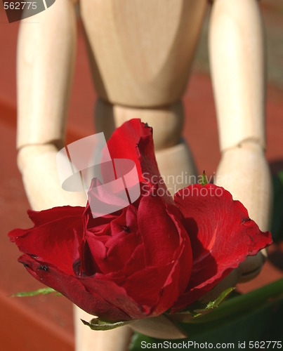 Image of red rose  for a loved one closeup