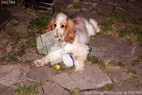 Image of cocker spaniel pup