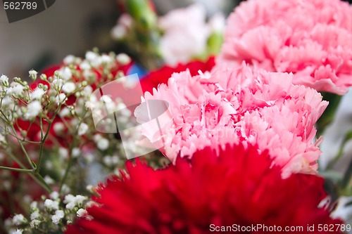 Image of pink and red carnations