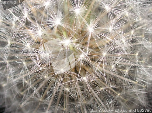 Image of dandelion seedhead