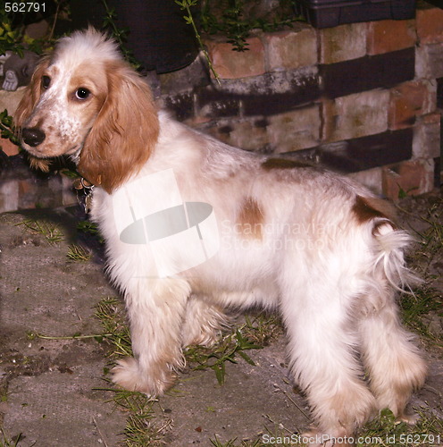 Image of cocker spaniel pup