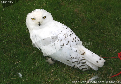 Image of snowy owl