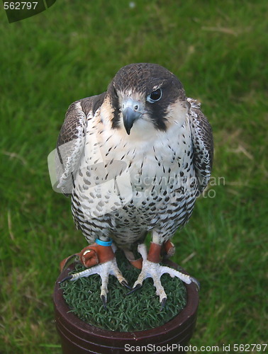 Image of falcon