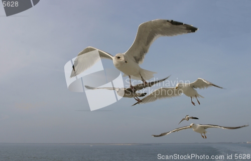 Image of seagulls behind ship on ocean