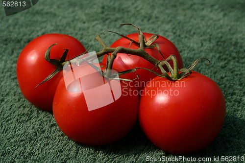 Image of vine tomatoes