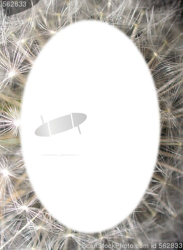 Image of dandelion frame