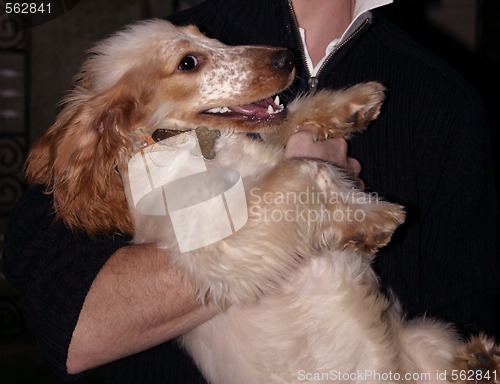 Image of cocker spaniel pup