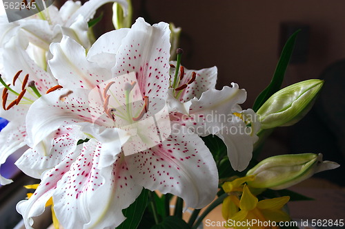 Image of easter lily