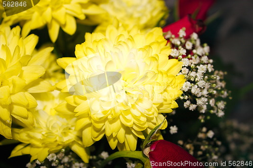 Image of yellow chrysanthemums