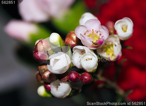 Image of small delicate white and pink flowers