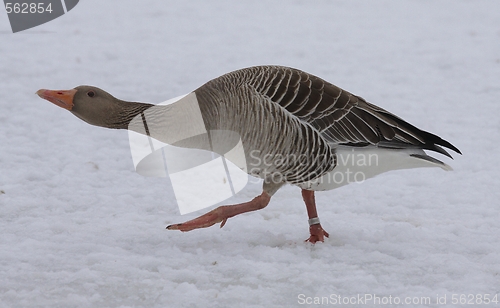 Image of Greylag Goose.