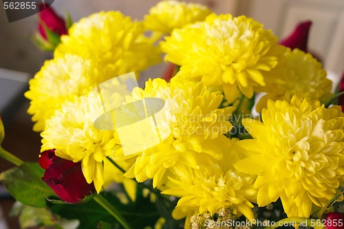 Image of yellow chrysanthemums