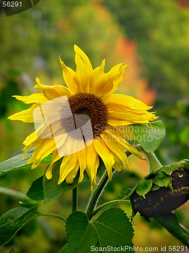 Image of Flower