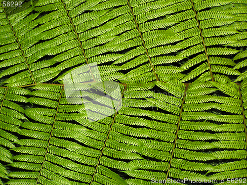 Image of Fern