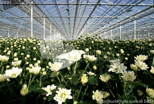 Image of greenhouse with white chrysanthemums