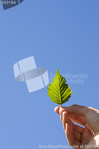 Image of leaf