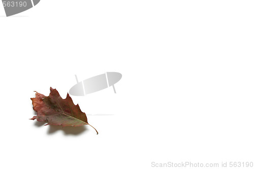 Image of Colorful leaves frame