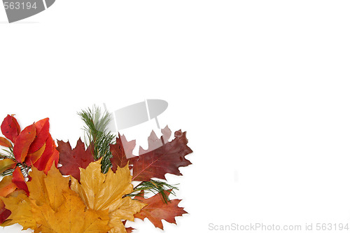 Image of Colorful leaves frame
