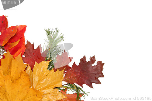 Image of Colorful leaves frame