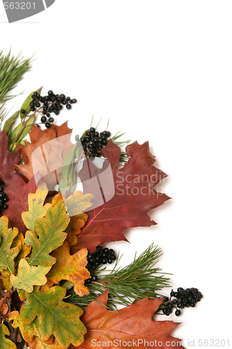 Image of Colorful leaves frame