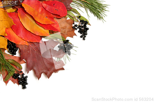 Image of Colorful leaves frame