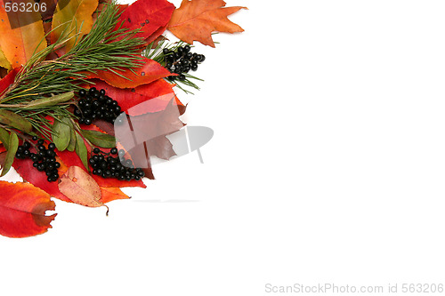 Image of Colorful leaves frame