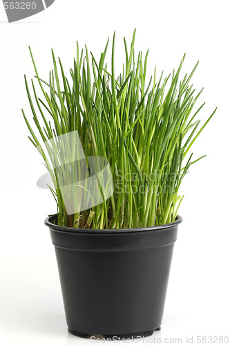 Image of Fresh chive