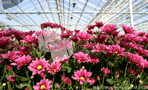 Image of red  chrysanthemuns in greenhouse
