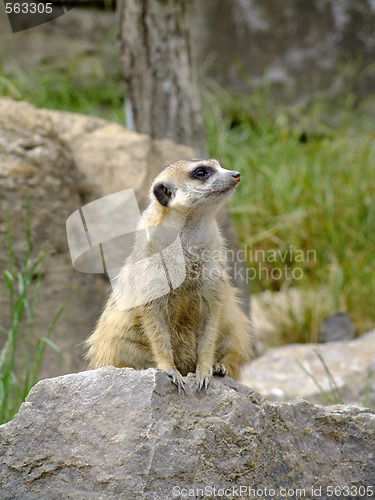 Image of Meerkat