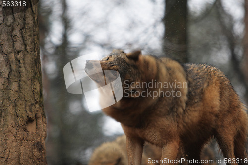 Image of Gray Wolf Canis Lupus