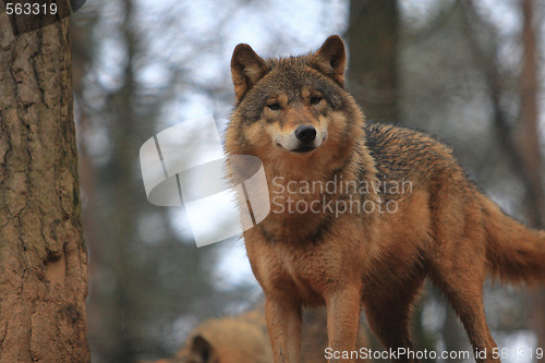 Image of Gray Wolf Canis Lupus