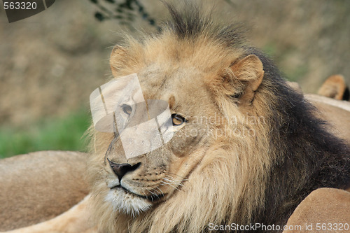 Image of Lion - Panthera leo 