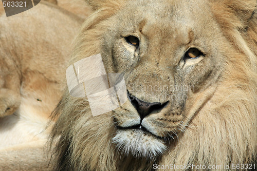 Image of Lion - Panthera leo 