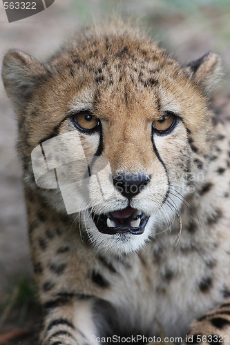 Image of Portrait of a Cheetah - Acinonyx jubatus