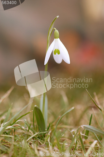 Image of Snowdrop