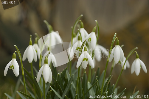 Image of Snowdrop