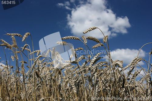 Image of Wheat