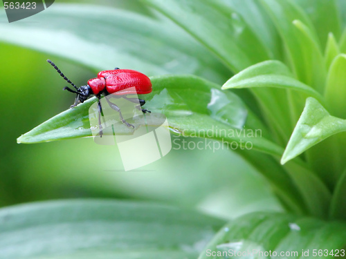 Image of Red Bug