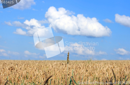 Image of Wheat