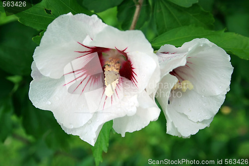 Image of White Hibiscus