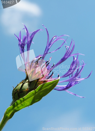 Image of Cornflower