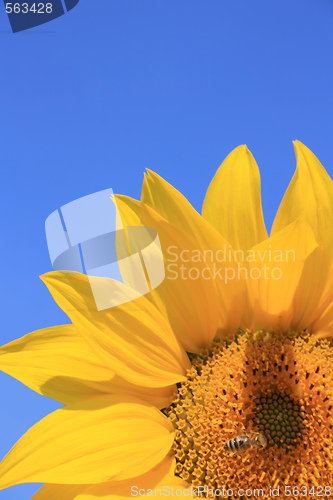 Image of Sunflower with Bee